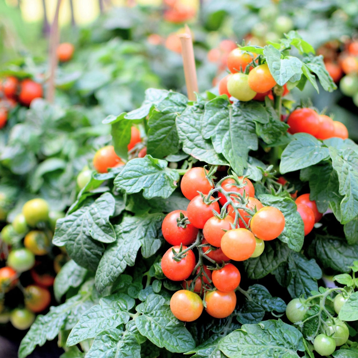 Tomato Seeds - Determinate - Tiny Tim Micro/Mini - Alliance of Native Seedkeepers - Vegetable Seeds