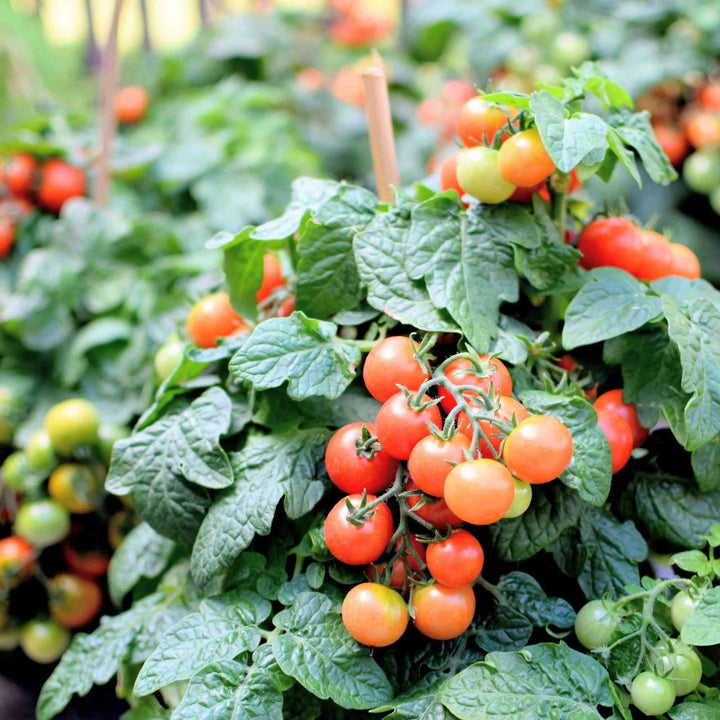 Tiny Tim Tomato Seeds