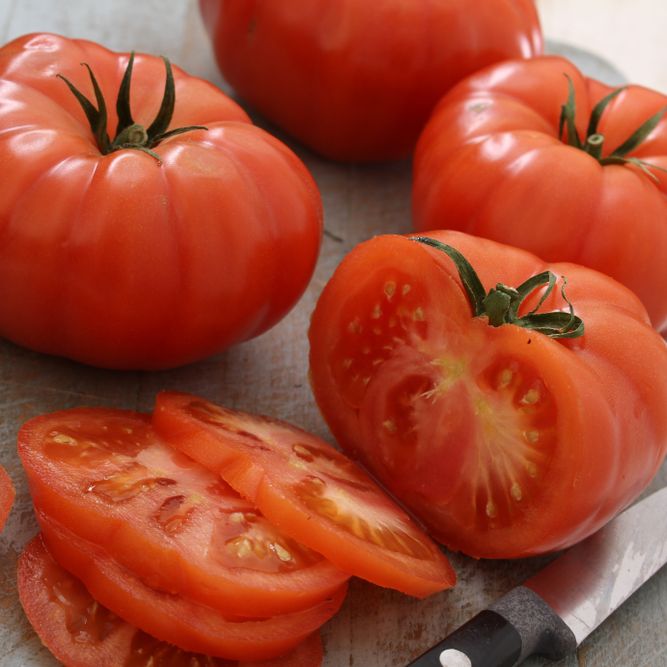 Tomato Seeds - Indeterminate - Abraham Lincoln Original Beefsteak - Alliance of Native Seedkeepers - Vegetable Seeds