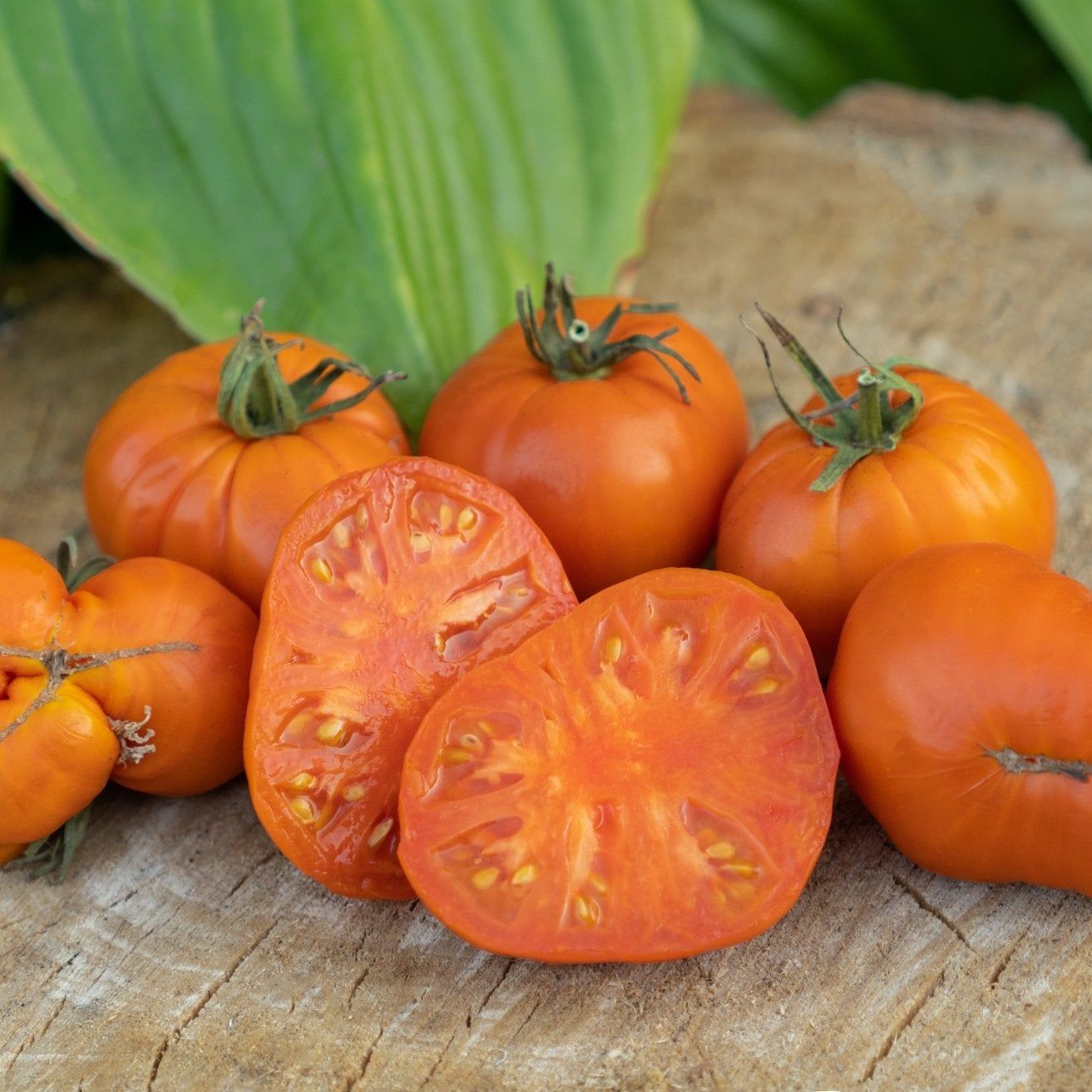 Tomato Seeds - Indeterminate - Amana Orange Beefsteak - Alliance of Native Seedkeepers - Vegetable Seeds