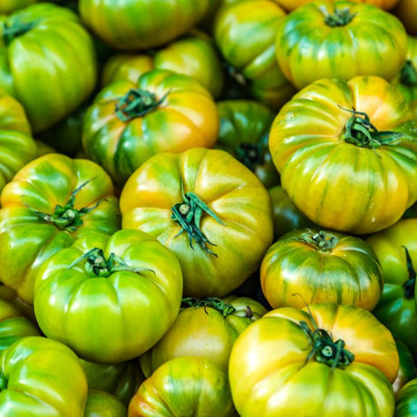 Tomato Seeds - Indeterminate - Aunt Ruby's German Green Beefsteak - Alliance of Native Seedkeepers - Vegetable Seeds