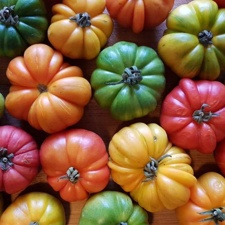 Tomato Seeds - Indeterminate - Beefsteak Rainbow Blend - Alliance of Native Seedkeepers - Vegetable Seeds