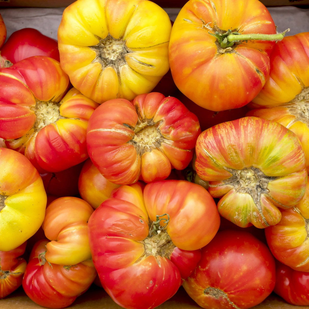 Tomato Seeds - Indeterminate - Big Rainbow Beefsteak - Alliance of Native Seedkeepers - Vegetable Seeds