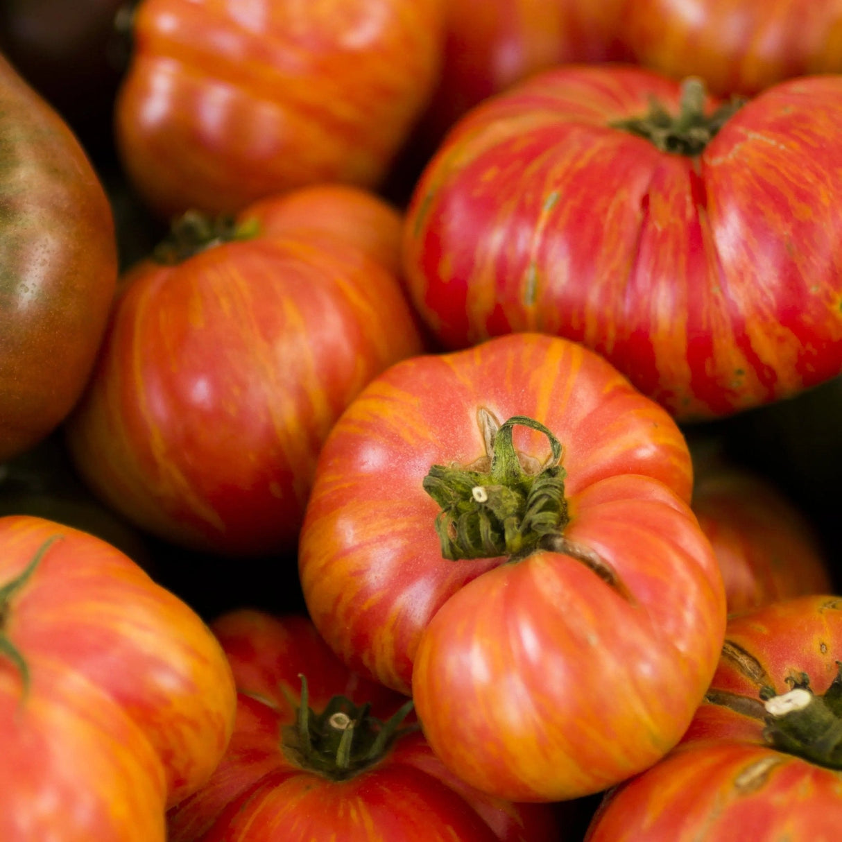 Tomato Seeds - Indeterminate - Big Rainbow Beefsteak - Alliance of Native Seedkeepers - Vegetable Seeds