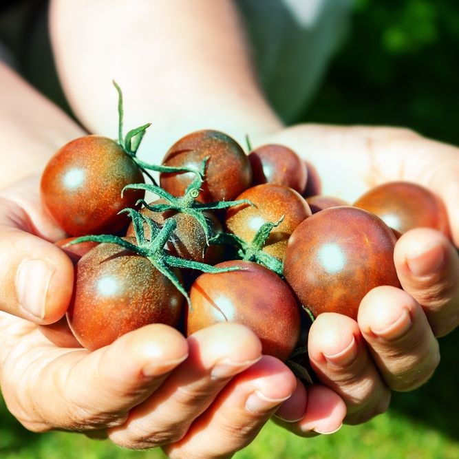 Tomato Seeds - Indeterminate - Black Cherry - Alliance of Native Seedkeepers - Vegetable Seeds