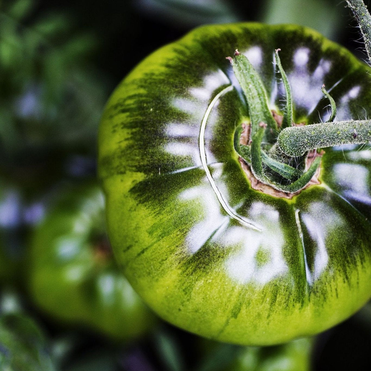 Tomato Seeds - Indeterminate - Black From Tula Beefsteak - Alliance of Native Seedkeepers - Vegetable Seeds