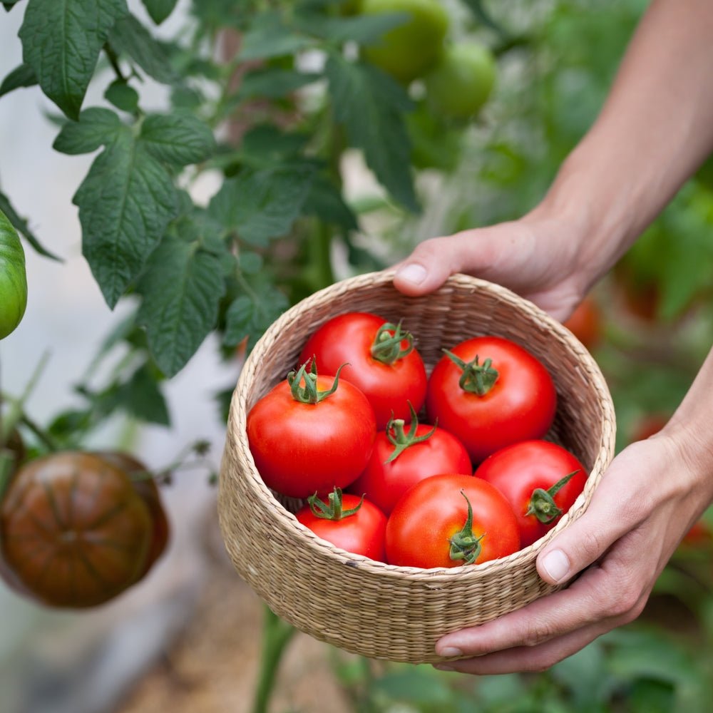 Tomato Seeds - Indeterminate - Bonny Best Standard - Alliance of Native Seedkeepers - Vegetable Seeds