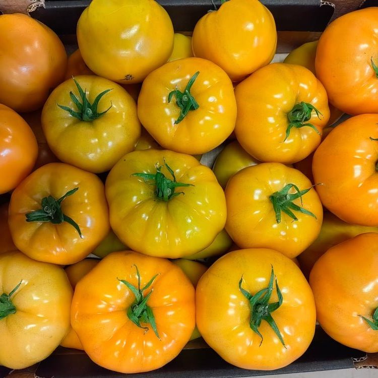 Tomato Seeds - Indeterminate - Cherokee Dr. Wyche's Yellow Beefsteak - Alliance of Native Seedkeepers - Vegetable Seeds