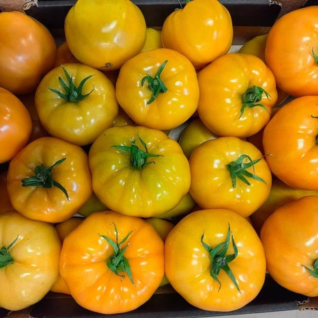 Tomato Seeds - Indeterminate - Cherokee Dr. Wyche's Yellow Beefsteak - Alliance of Native Seedkeepers - Vegetable Seeds