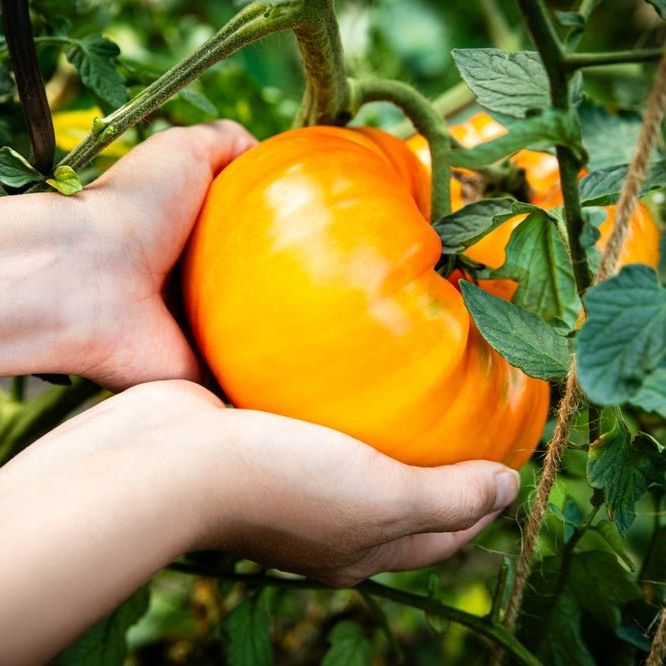 Tomato Seeds - Indeterminate - Classic Pineapple - Alliance of Native Seedkeepers - Vegetable Seeds