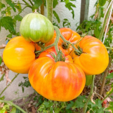 Tomato Seeds - Indeterminate - Classic Pineapple - Alliance of Native Seedkeepers - Vegetable Seeds