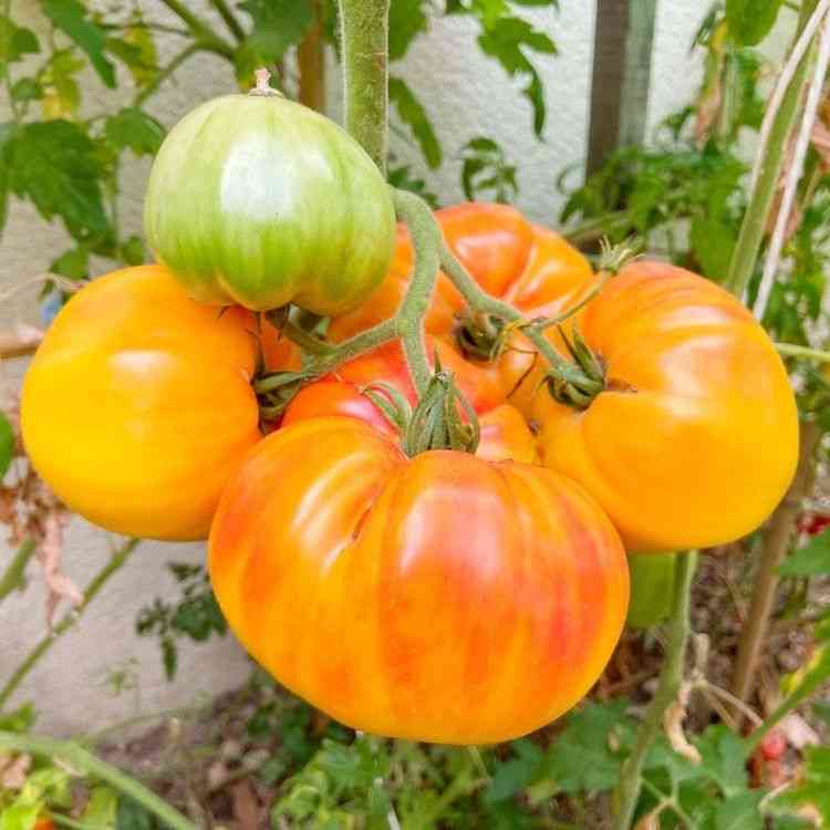 Tomato Seeds - Indeterminate - Classic Pineapple - Alliance of Native Seedkeepers - Vegetable Seeds