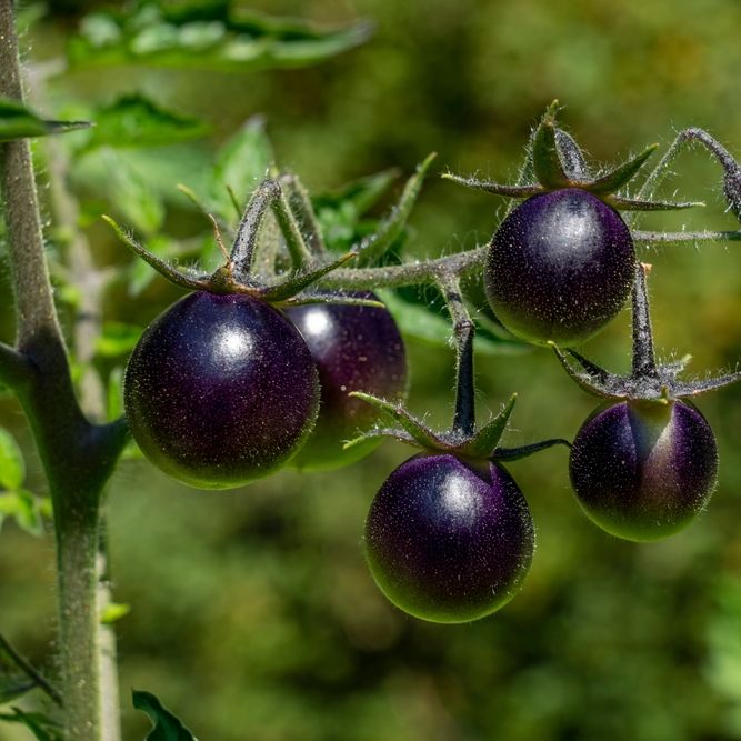 Tomato Seeds - Indeterminate - Dancing With Smurfs Cherry - Alliance of Native Seedkeepers - Vegetable Seeds