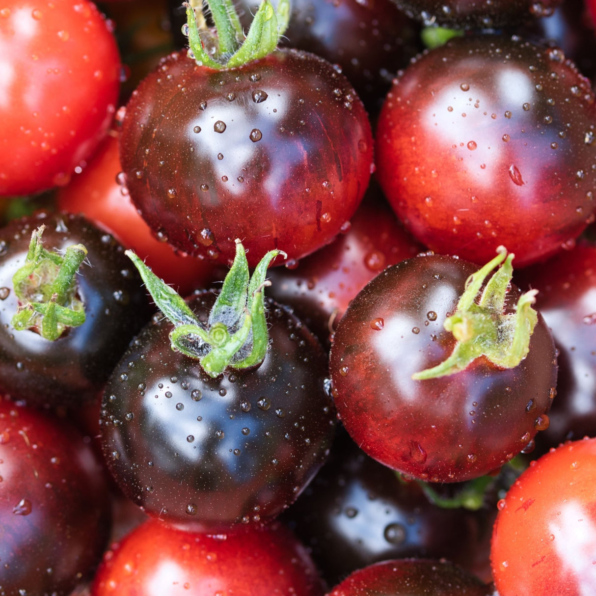 Tomato Seeds - Indeterminate - Dancing With Smurfs Cherry - Alliance of Native Seedkeepers - Vegetable Seeds