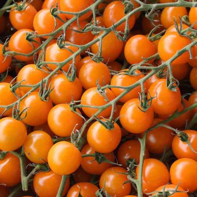 Gold Rush Currant Tomato Seeds