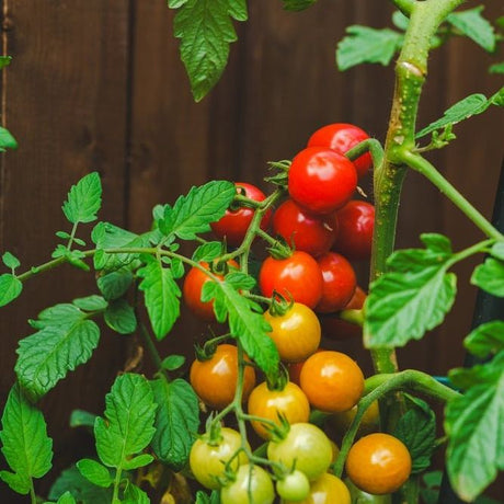 Tomato Seeds - Indeterminate - Large Red Cherry - Alliance of Native Seedkeepers - Vegetable Seeds
