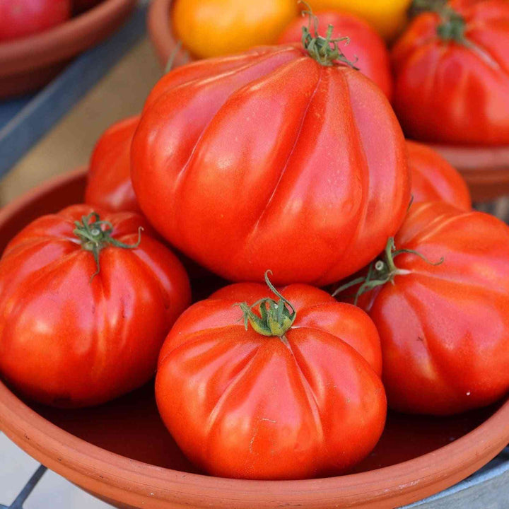 Mortgage Lifter Tomato Seeds