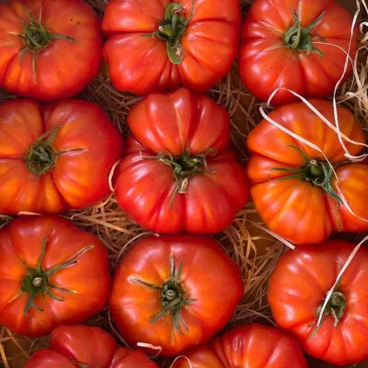 Mushroom Basket Tomato Seeds