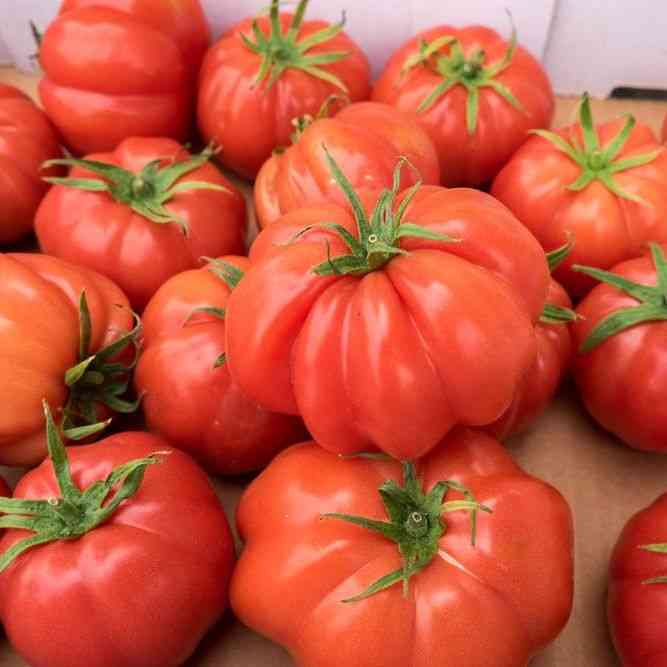 Red Ponderosa Beefsteak Tomato Seeds