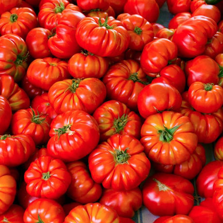 Tomato Seeds - Indeterminate - Rosso Sicilian Slicing - Alliance of Native Seedkeepers - Vegetable Seeds