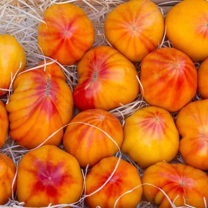 Virginia Sweets Tomato Seeds