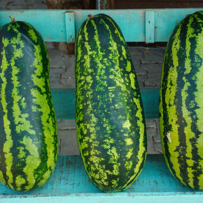 Watermelon Seeds - Vining - Jubilee - Alliance of Native Seedkeepers - Vegetable Seeds