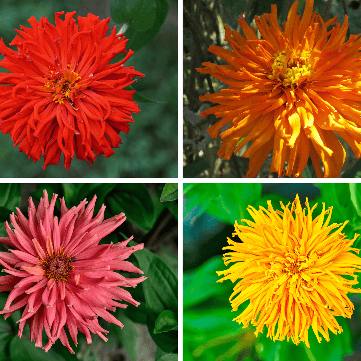 Zinnia Seeds - Cactus Zinnia Mix - Alliance of Native Seedkeepers - Flower Seeds