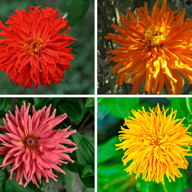 Zinnia Seeds - Cactus Zinnia Mix - Alliance of Native Seedkeepers - Flower Seeds