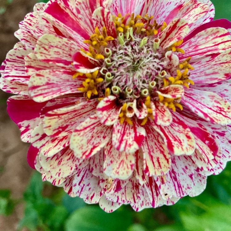 Zinnia Seeds - Peppermint Stick - Alliance of Native Seedkeepers - Flower Seeds