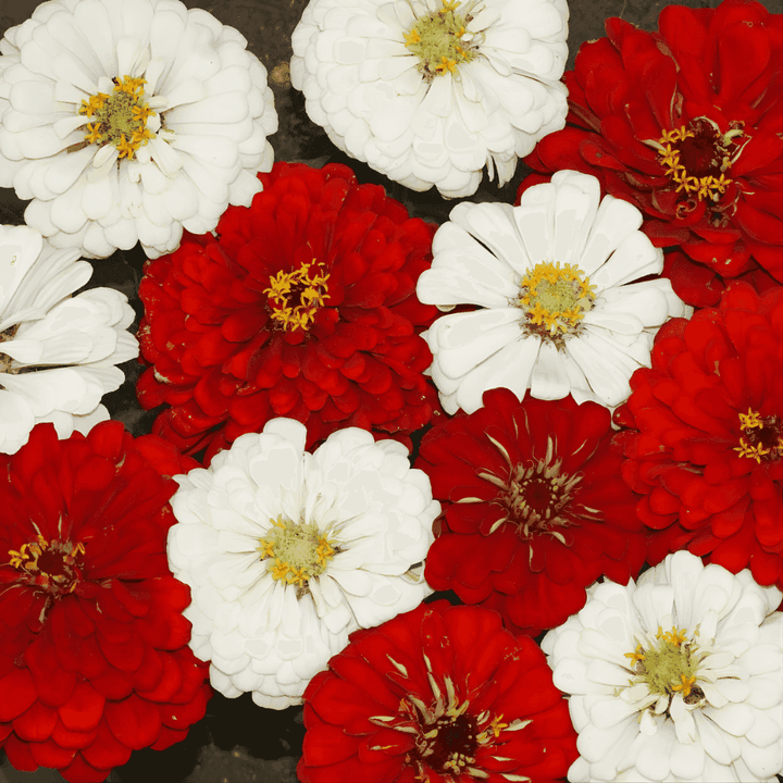 Stop Sign Mix Zinnia Seeds