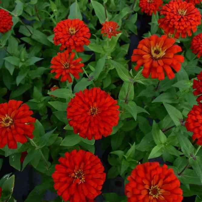 Will Rogers Red Zinnia Seeds
