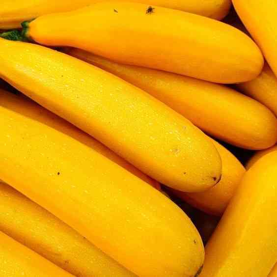 Golden Summer squash Seeds