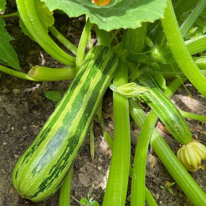 Cocozelle Summer squash Seeds