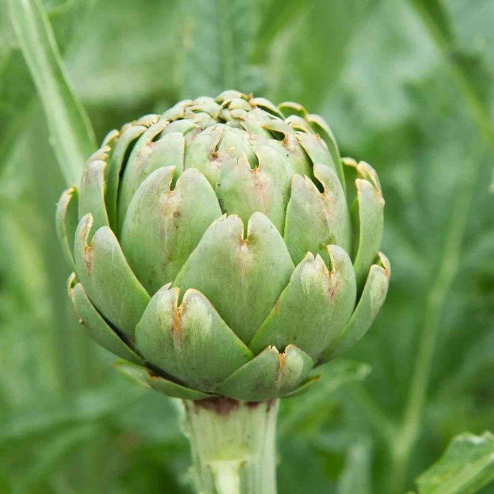 Green Globe Artichoke