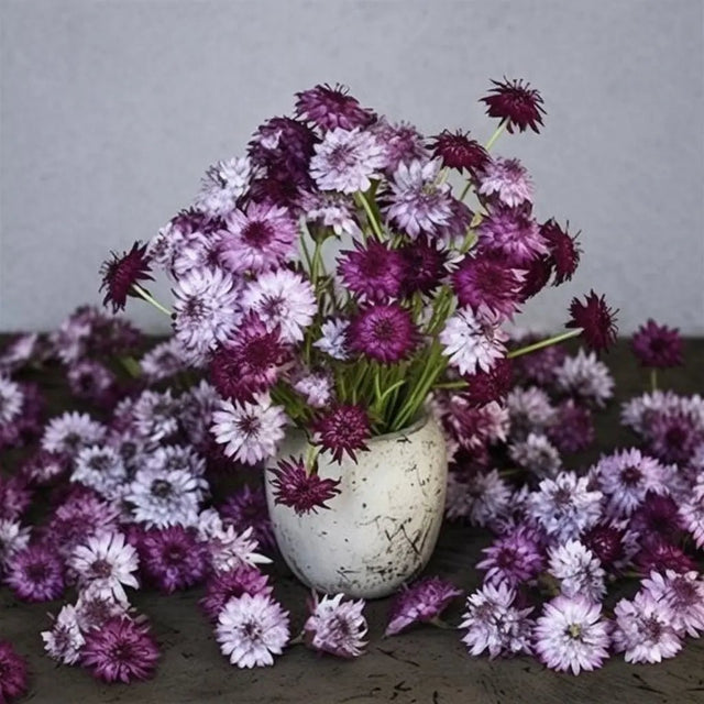 Bachelor's Button Seeds - Classic Magic - Alliance of Native Seedkeepers - Flower Seeds