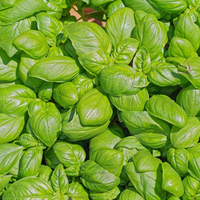 Basil Seeds - Elidia - Alliance of Native Seedkeepers - 4. All Herbs