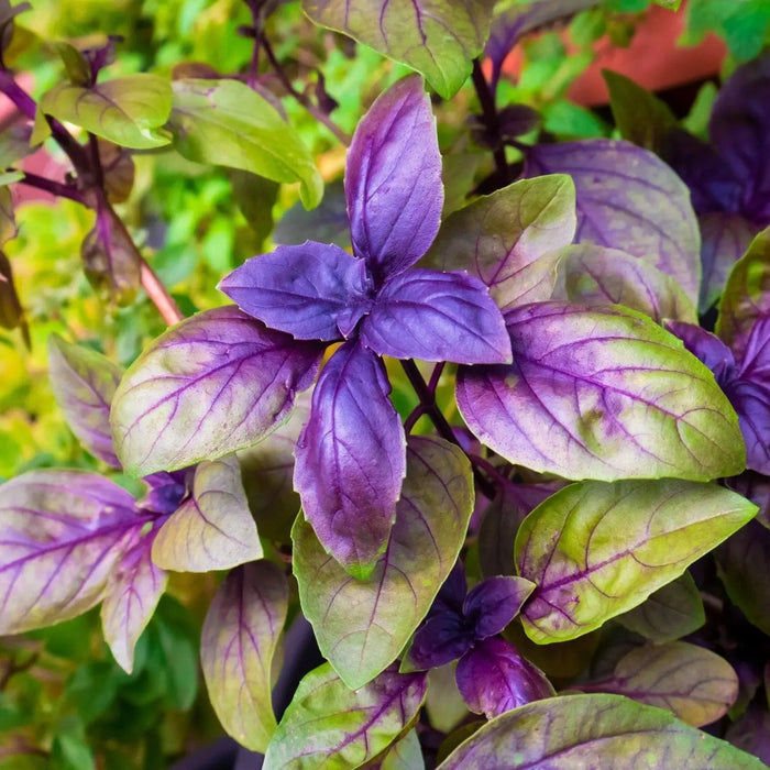 Basil Seeds - Red Rubin - Alliance of Native Seedkeepers - Basil