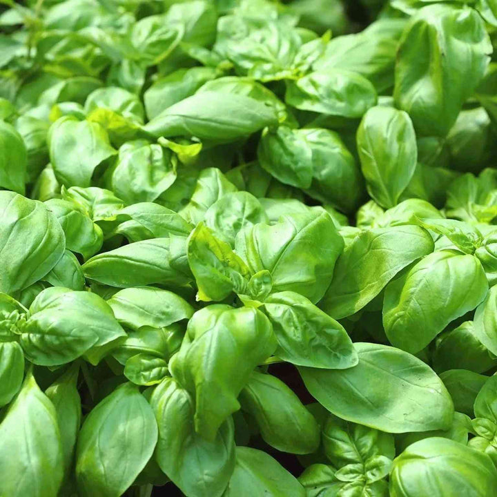 Sweet Genovese Basil