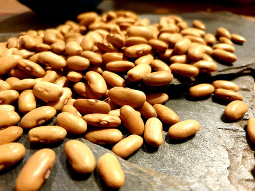 Bean Seeds - Arikara Yellow Bean - Alliance of Native Seedkeepers - Beans