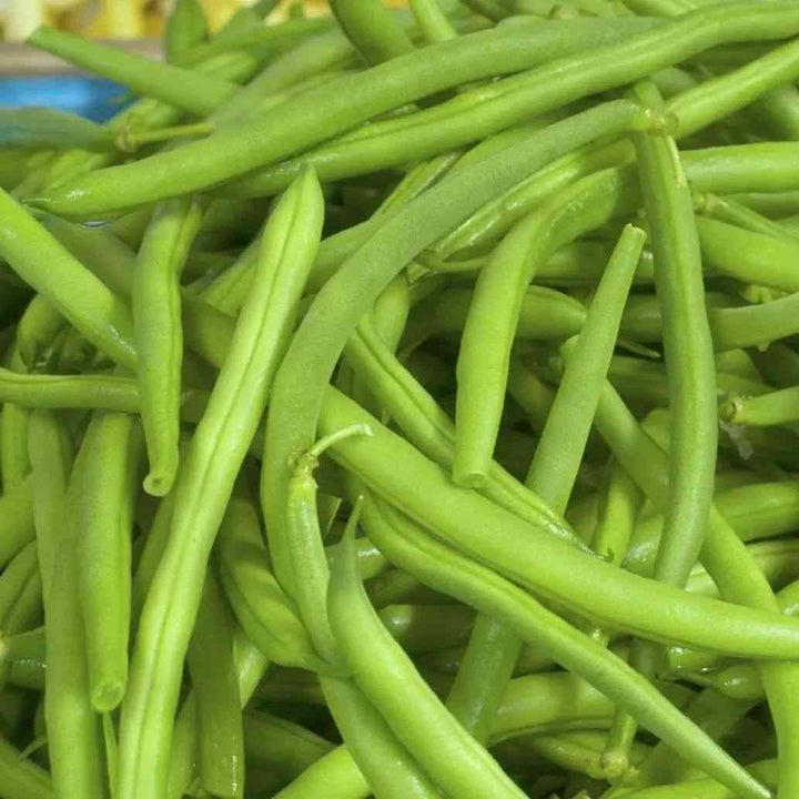 Jade Bush Bean Seeds