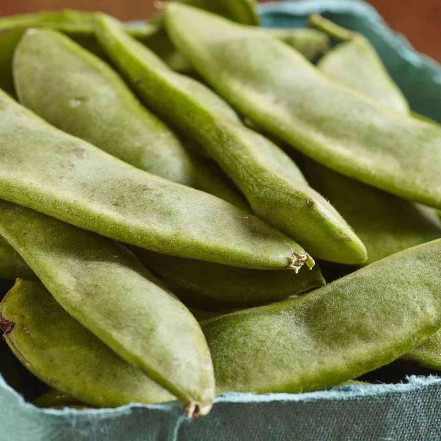 Bean Seeds - Bush - Lima - Henderson's - Alliance of Native Seedkeepers - Vegetable Seeds