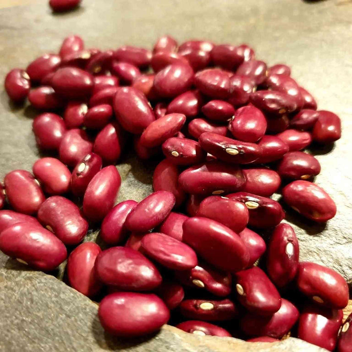 Hidatsa Red Bean Seeds