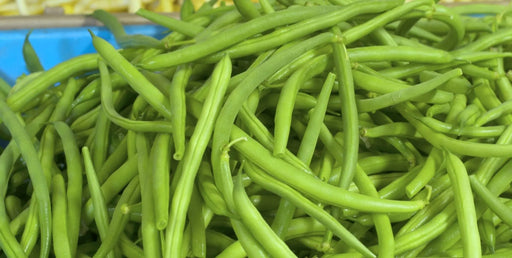 Bean Seeds - Jade Bush - Alliance of Native Seedkeepers - Beans