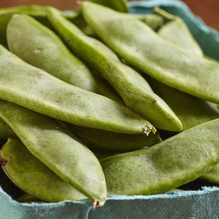 Bean Seeds - Lima - Henderson's Bush - Alliance of Native Seedkeepers - Beans