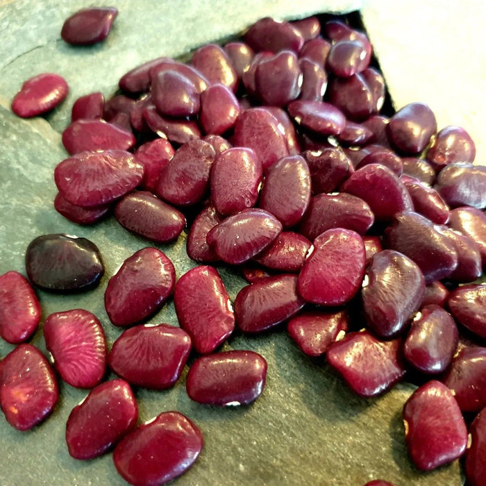 Bean Seeds - Lima - Worchester Indian Red - Alliance of Native Seedkeepers - Beans