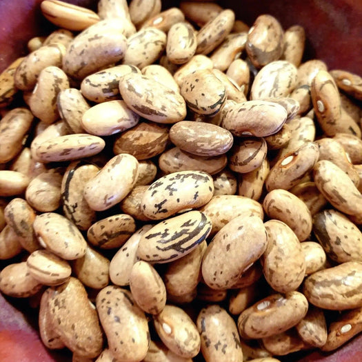 Bean Seeds - Rattlesnake - Alliance of Native Seedkeepers - Beans