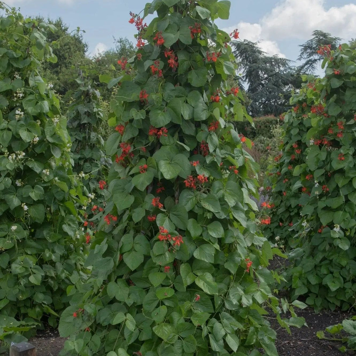 Dark Slate Gray Bean Seeds - Pole - Runner - Bear Paw Runner Alliance Of Native Seedkeepers Vegetable Seeds