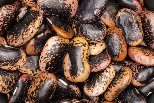 Bean Seeds - Runner - Painted Lady - Alliance of Native Seedkeepers - Beans