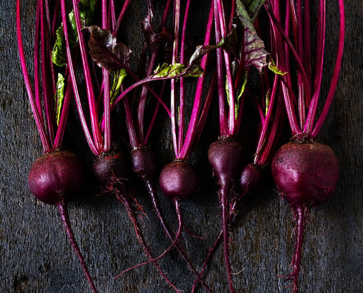 Beet Seeds - Bull's Blood - Alliance of Native Seedkeepers - Beets