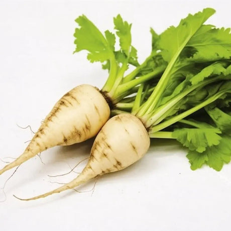 Beet Seeds - Sugar Beets - Alliance of Native Seedkeepers - Vegetable Seeds